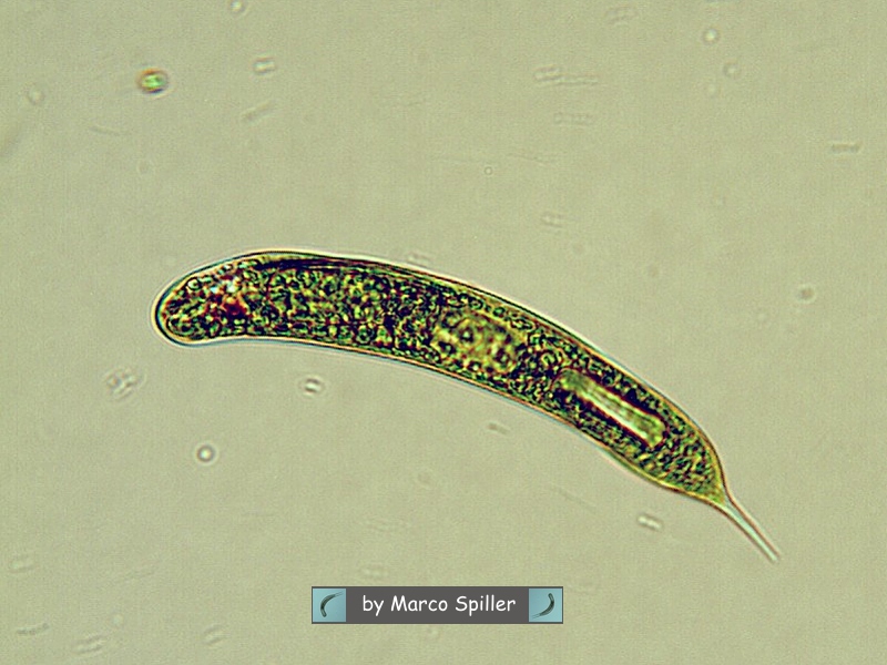 Euglena spirogyra